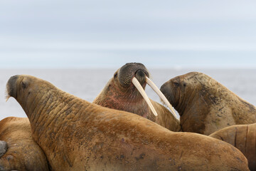 Group of walrus resting on ice floe in Arctic sea.