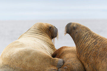 Walrus lying on the ice floe. Walrus head close up.