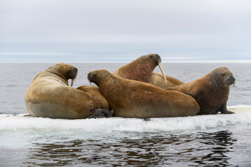 Fototapeta premium Group of walrus resting on ice floe in Arctic sea.