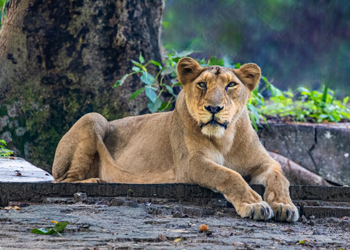 A Lioness sitting under a tree