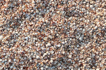 Summer background of wet shells on beach at dawn in soft sunlight for travel advertisement or summer vacation to sea or to ocean