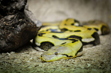serpent vert dans un réptilarium 