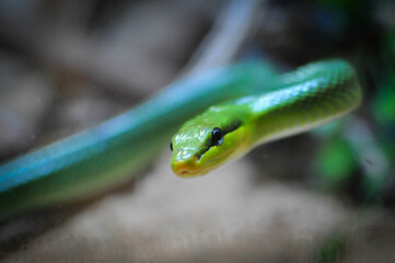 serpent vert dans un réptilarium 