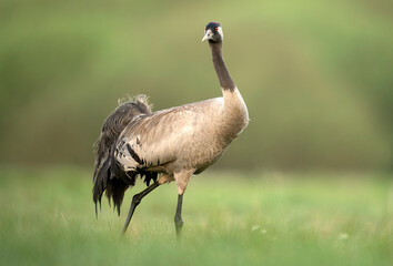 Common crane bird ( Grus grus )
