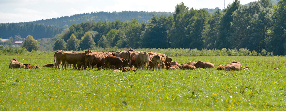 Rinderherde
