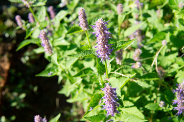 The magnified picture of Elshooltzia splendens flowers. 꽃향유 사진