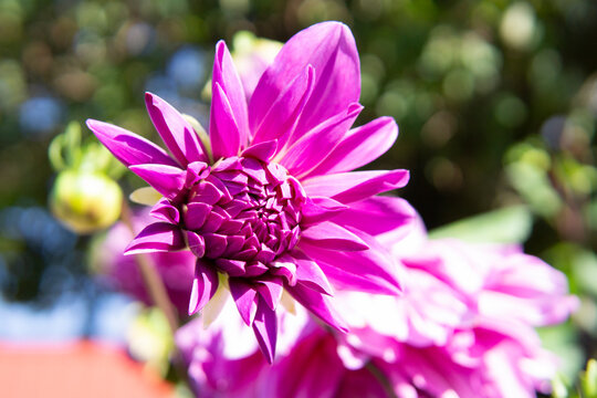 The magnified picture of Dahlia flowers. 달리아꽃 사진