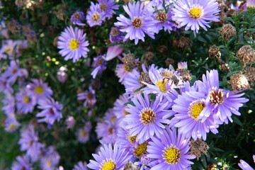 The magnified picture of New York aster flowers. 우선국 꽃사진