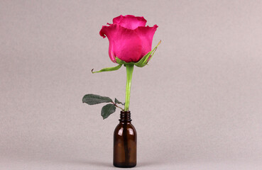 Pink rose in a glass bottle on a gray background