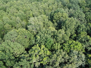Naklejka premium Beautiful dense forest, top view. The tops of a variety of trees.