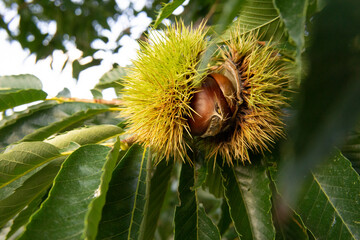 A picture of a chestnut in autumn. 가을 밤송이