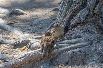The house sparrow (Passer domesticus), female wild bird is feeding her offspring