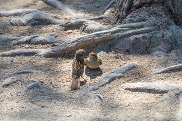 The house sparrow (Passer domesticus), female wild bird is feeding her offspring
