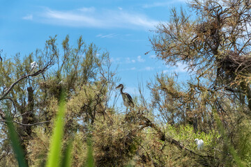 Grey heron (Ardea cinerea), nest with adult bird in the natural habitat, France