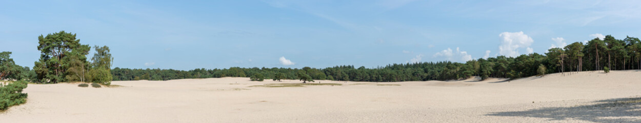 Vast panorama of sunny day with pine trees on the edge of the Soesterduinen sand dunes in The Netherlands. Unique Dutch natural phenomenon of sandbank drift plain.