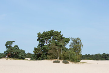 Row of pine trees along the edge of Soesterduinen sand dunes in The Netherlands. Unique Dutch...