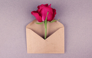 Pink rose in a paper envelope on a gray background