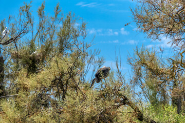 Grey heron (Ardea cinerea), nest with adult bird in the natural habitat, France