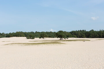 Row of pine trees along the edge of Soesterduinen sand dunes in The Netherlands. Unique Dutch natural phenomenon of sandbank drift plain with soft grain tones.