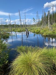 Marsh in Karelia Maslozero Karelia Russia