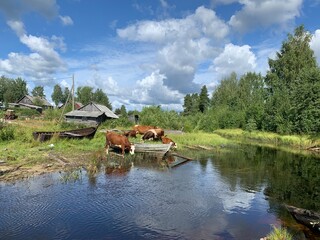 Fototapeta na wymiar cows on the river Russian Village Maslozero, Karelia, Russia