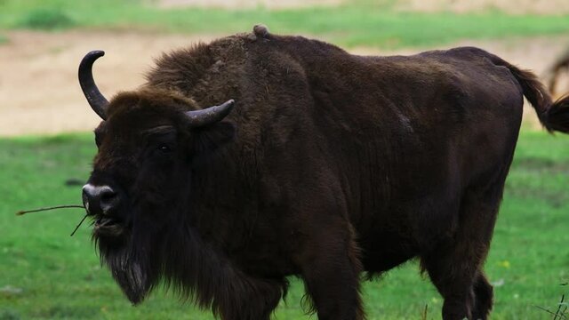 The zubr, or European bison is a species of animal in the genus bison. The last representative of wild bulls in Europe. Their habitat is deciduous, coniferous and mixed temperate forests.