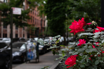Fototapeta na wymiar Beautiful Red Roses along a Residential Sidewalk in Greenwich Village of New York City during Spring