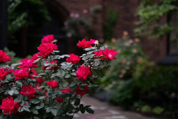 Fototapeta na wymiar Beautiful Red Roses along a Residential Sidewalk in Greenwich Village of New York City during Spring