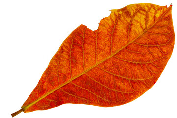 Top view of orange country almond leaves, isolated on white background with clipping path