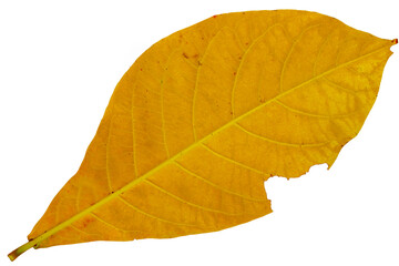 The bottom view of the fallen country almond leaves is yellowish orange, isolated on white background with clipping path