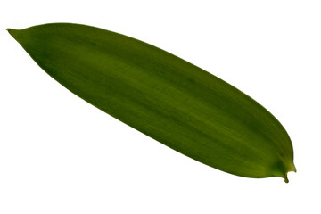 Vanilla leaf bottom view, isolated on white background with clipping path