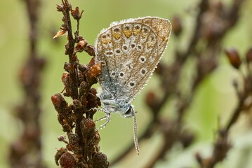 Common Blue butterfly male at dawn. With water droplets on the wings, morning dew. Sitting motionless on dry grass. Blurred green background. Side view, closeup. Genus species Polyommatus icarus.