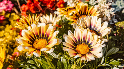 Beautiful alpine flowers on a sunny day in summer at Filzmoos, Salzburg, Austria