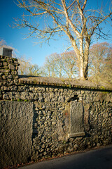 Ancient Stone wall with Winter Foliage, Ireland