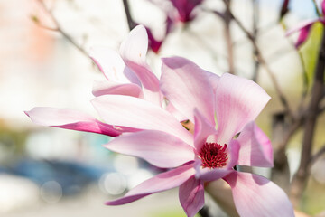 Fototapeta na wymiar Spring floral background. Beautiful light pink magnolia flowers in soft light. Selective focus