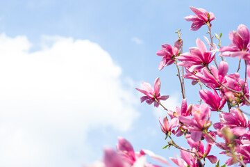 Beautiful blooming, flowering tree - beautiful flowering branch of magnolia in spring - magnolia flower