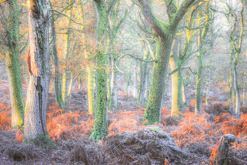 A vibrant forest woodland of golden light and colourful bracken with a winter frost at Kinclaven, Perthshire, Scotland.
