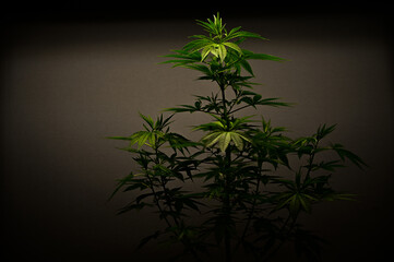 photograph of cannabis