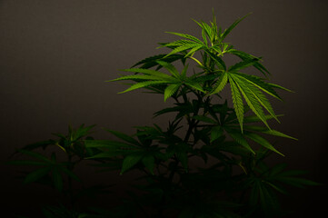 photograph of cannabis