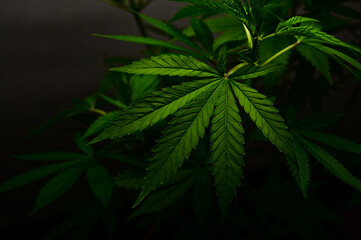 Fototapeta na wymiar photograph of cannabis