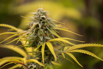 Obraz premium photograph of cannabis