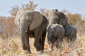 African elephants with calves (Loxodonta africana) at Etosha National Park, Namibia, Africa © Thomas Marx