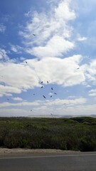 seagull in flight