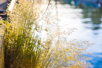 Closeup of bent grass on the background of a lake