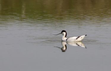 The pied avocet is a large black and white wader in the avocet and stilt family, Recurvirostridae. They breed in temperate Europe and across the Palearctic to Central Asia.