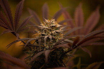photograph of cannabis - 458300591