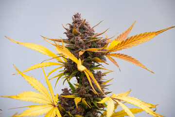 photograph of cannabis - 458300910