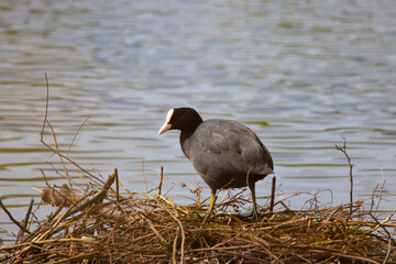 great crested grebe