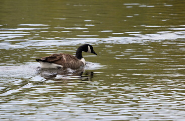 country goose branta canadensis