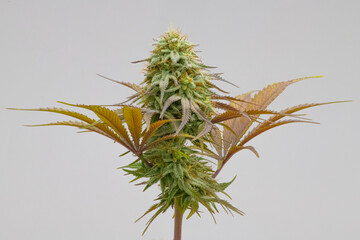 photograph of cannabis - 458301134